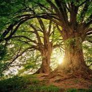 Mahogany Woods